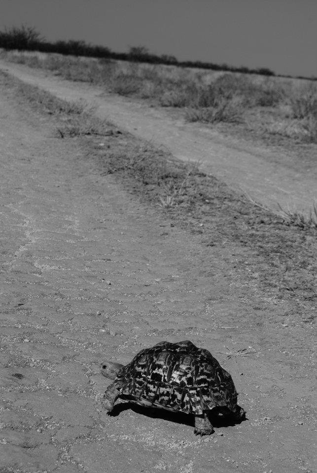 Greg Roworth's album, Kalahari