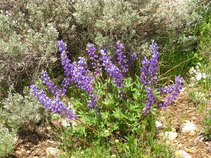 Lee Allen's album, Colorado, June 12-13, 2010
