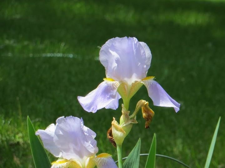 Tom Gard's album, pictures of flowers
