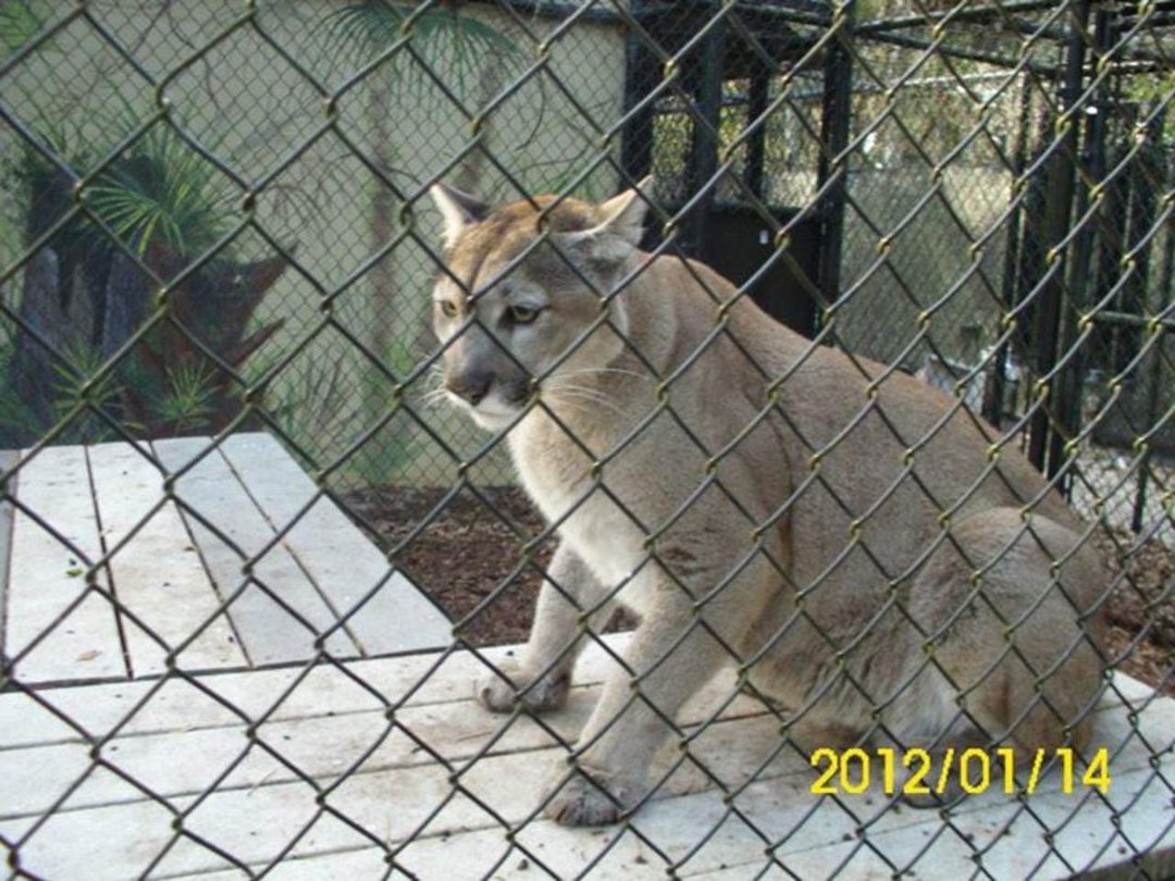 Daniel Berry's album, Wildlife Park