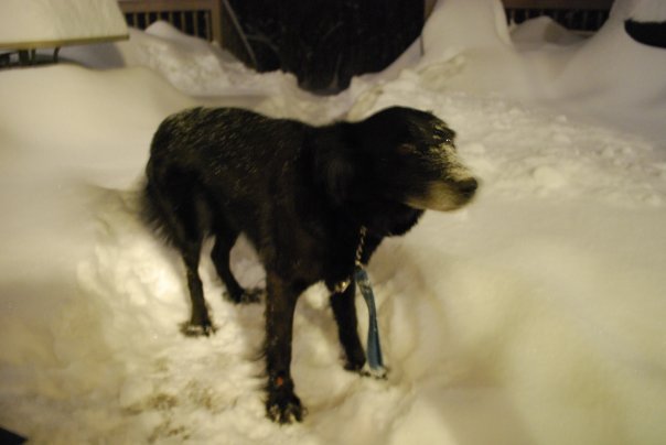 Donna Greenwald's album, winter wonderland
