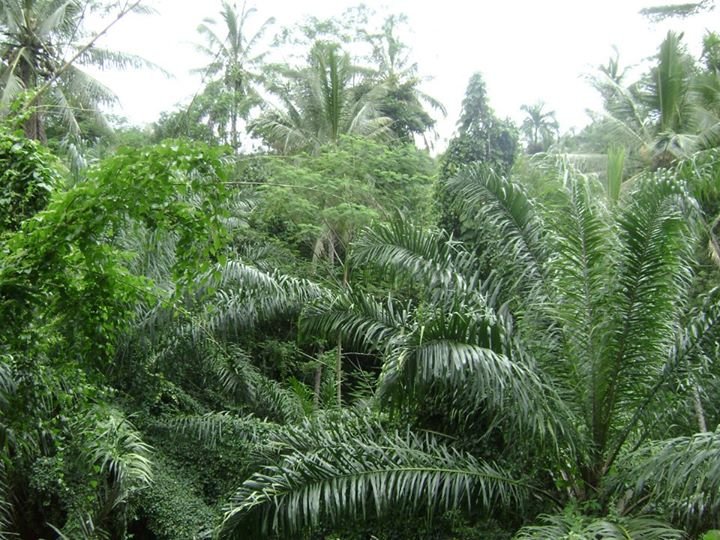 Eric Dougherty's album, bali