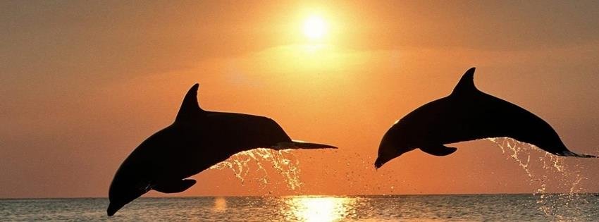 Ronna Ferringer's album, Timeline Covers Photos
