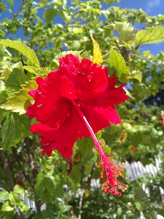Patti Iverson's album, Mobile Uploads