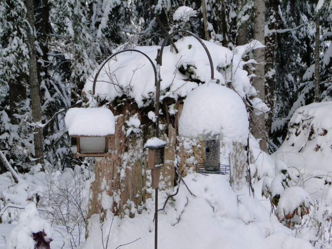 Coralee Green's album, Snow 2/2011