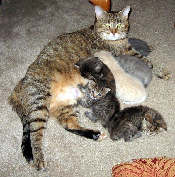 Curtis Lloyd's album, Pets