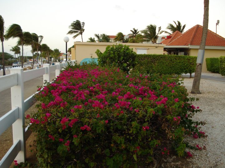 Debbie Davis' album, Aruba