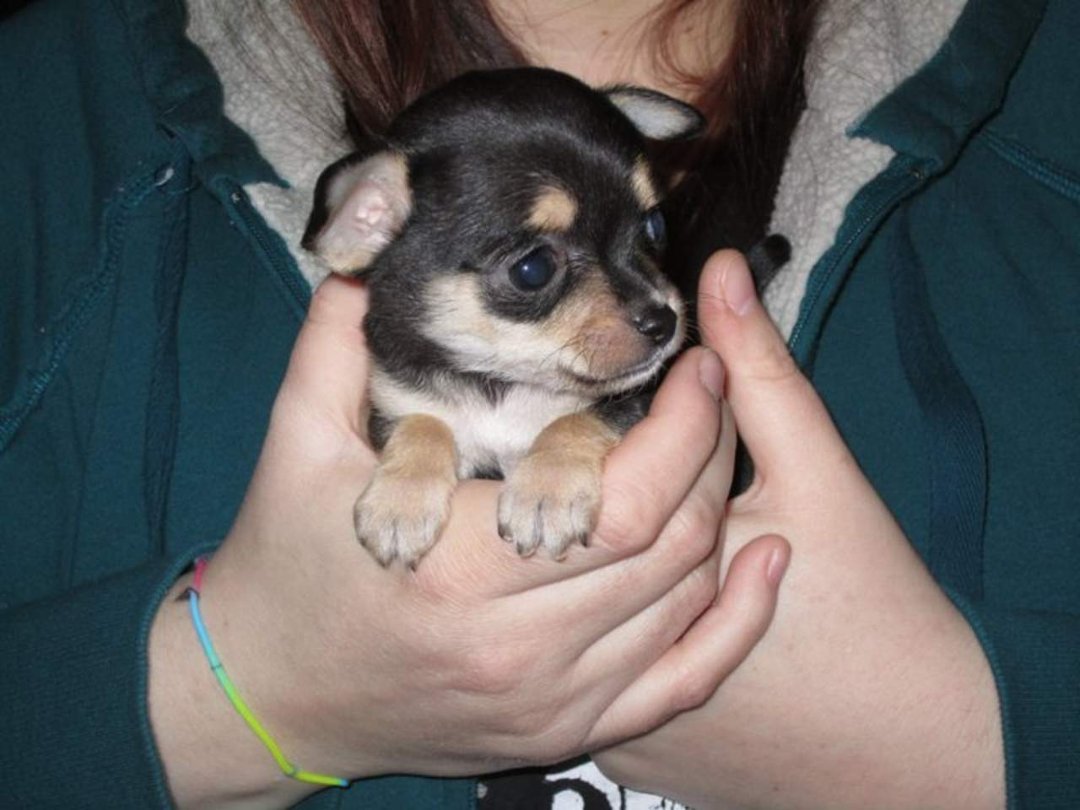 Lyn Knarr's album, Kristyn & Fred: Puppy