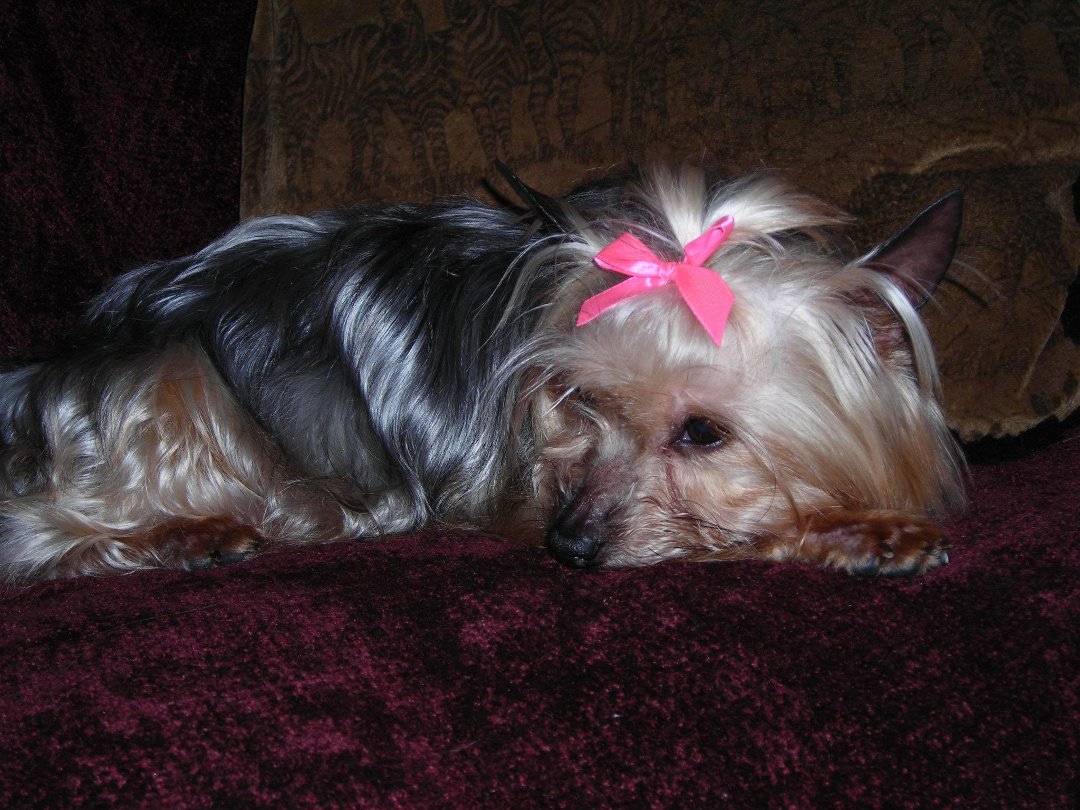 Connie Countryman's album, Sophie's 1st day home
