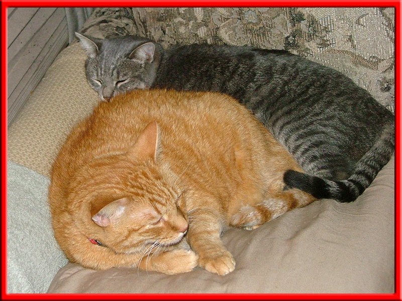 Marilyn Walker's album, My Pets