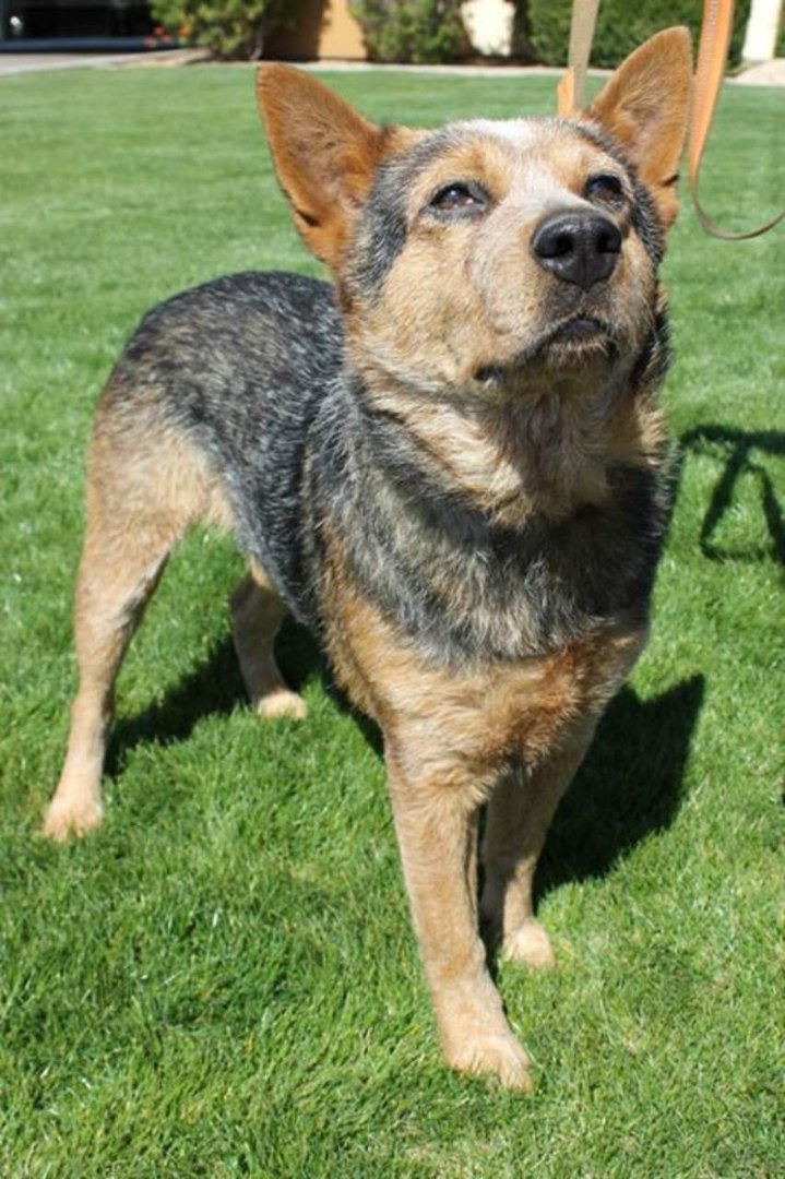 Todd Born's album, Cooper