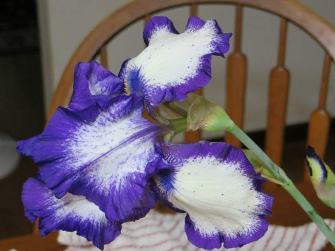 Tom Gard's album, pictures of flowers