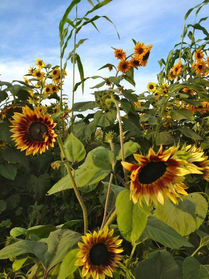 Michael Martin's album, Suzies Farm Autumnal Equinox Dinner