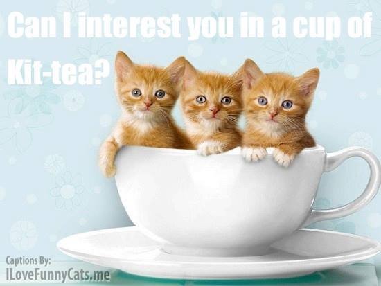 Kathy Stoops' album, Cover Photos