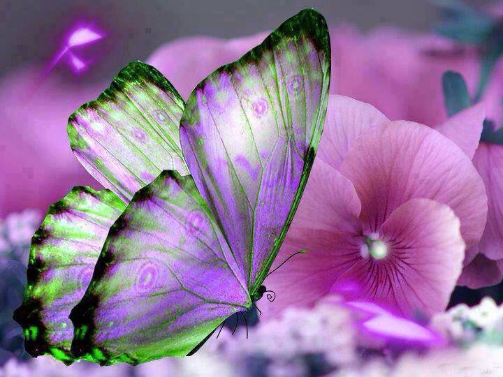 Janet Murray's album, Cover Photos