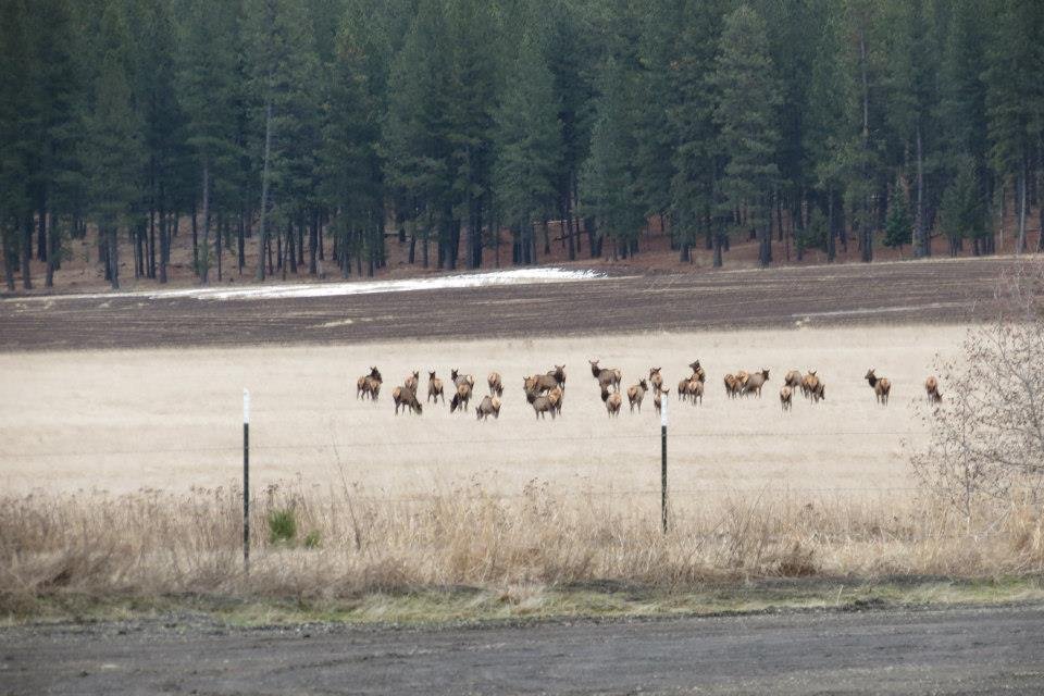 Donna Fladager's album, Lots of Wildlife