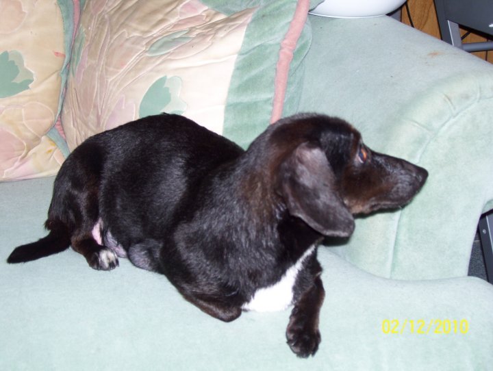 John Sutterfield's album, Princess the dog