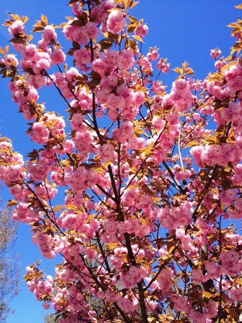 Robin Carley's album, Timeline Photos