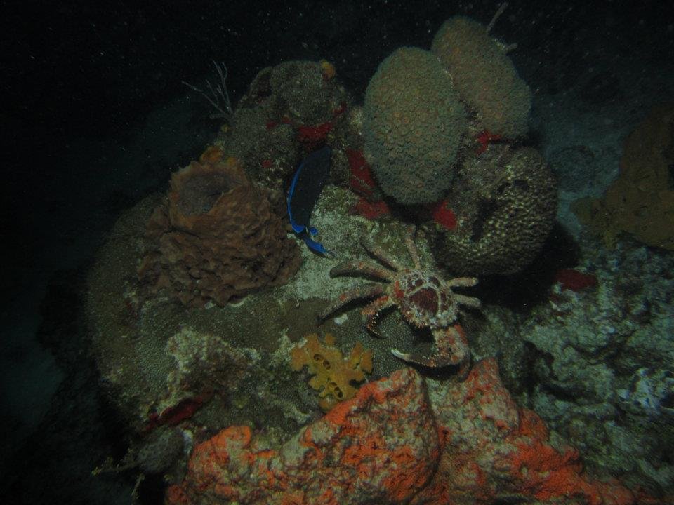 Monica Braley's album, Cozumel March 2012