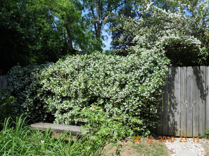Debbie Davis' album, Spring 2010