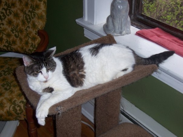 Gary Drury's album, Pets
