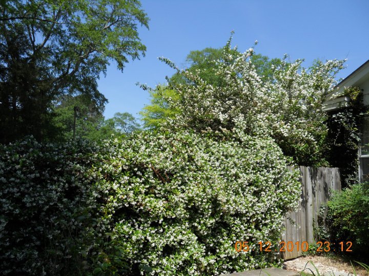 Debbie Davis' album, Spring 2010
