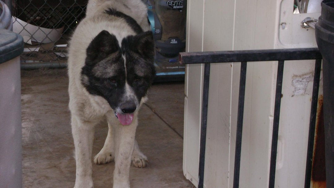 Todd Born's album, Kuma June 2011
