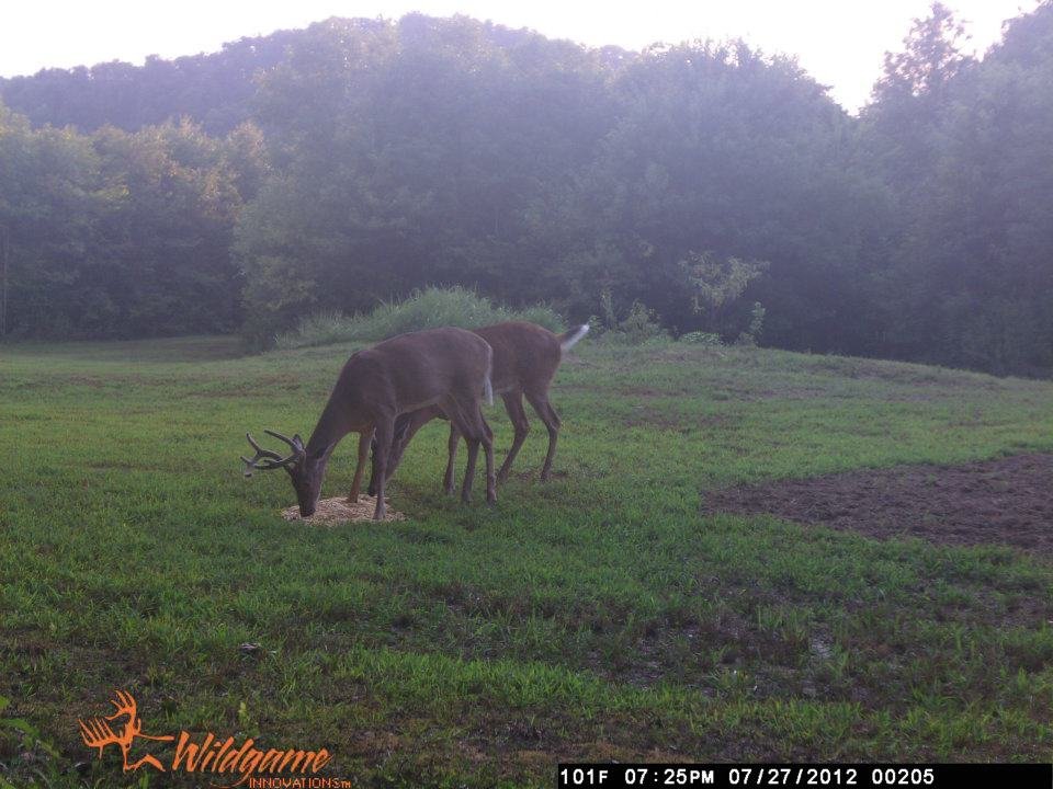 Todd Brouillard's album, Deer Camera