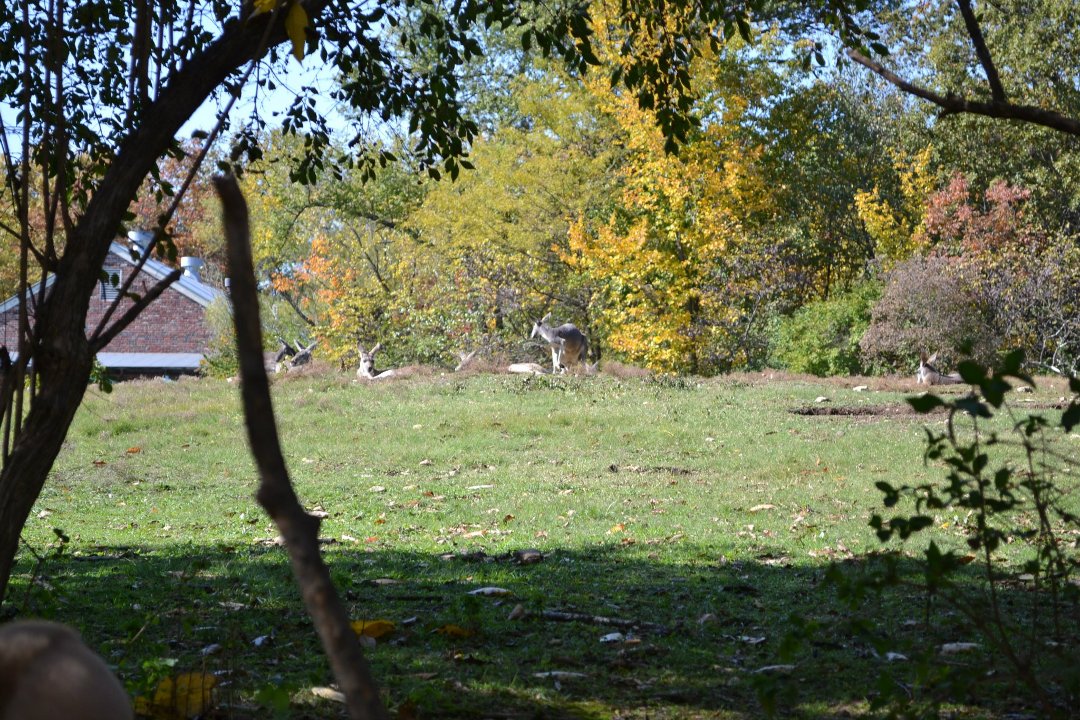 Chris Ames' album, Boys day at Zoo 2012