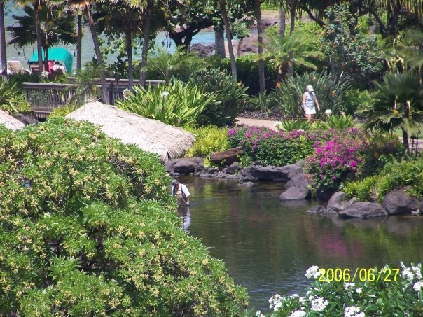 James (Mike) Watson's album, Hawaii 2006