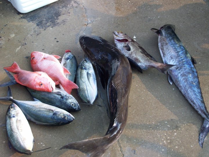 Jose Ojeda's album, fish