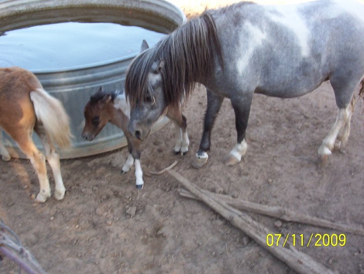 Kathy Grim's album, pets, pets and more pets