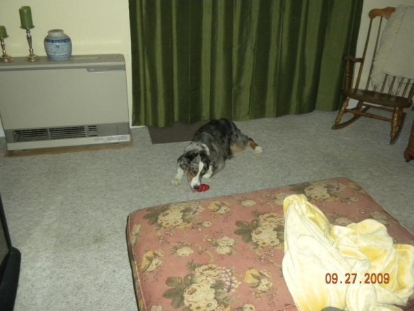 James Wells' album, Pets I know
