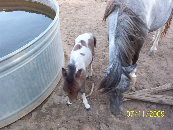 Kathy Grim's album, pets, pets and more pets