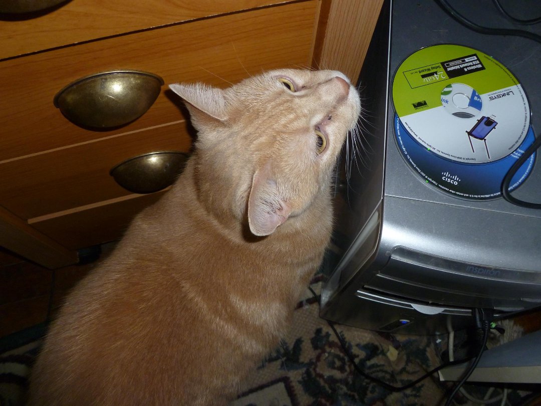 Heather Filipiak's album, Cats Helping at The Computer