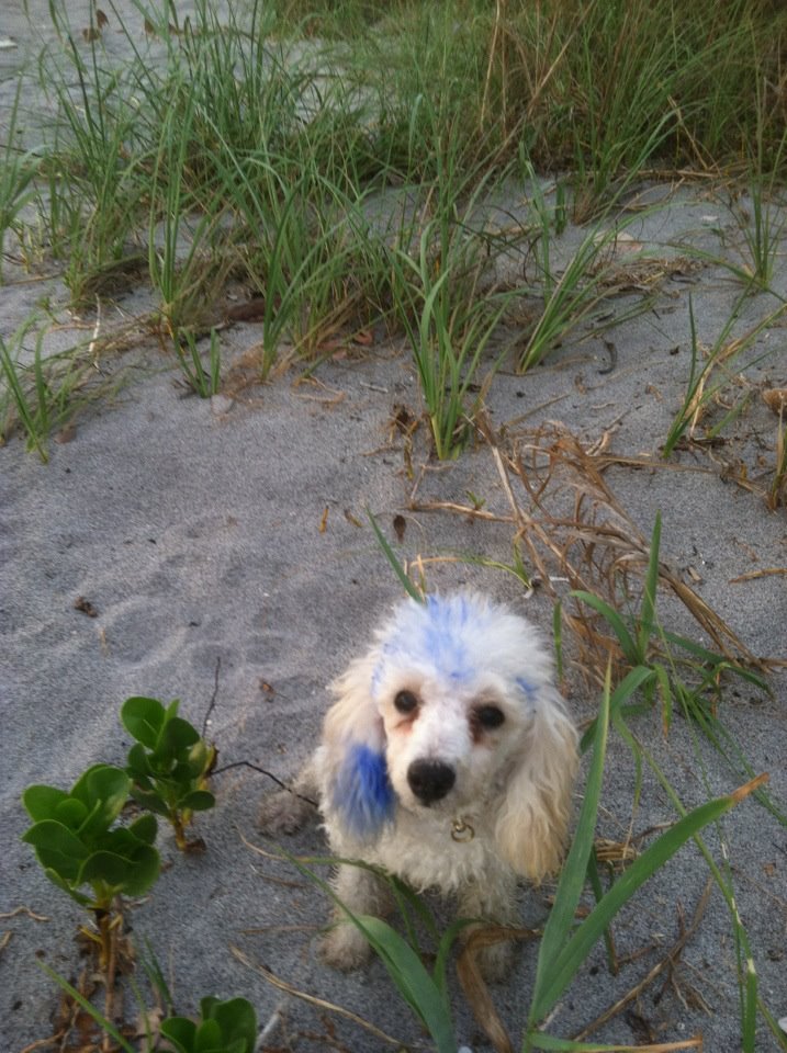Cindy Robison's album, Mobile Uploads