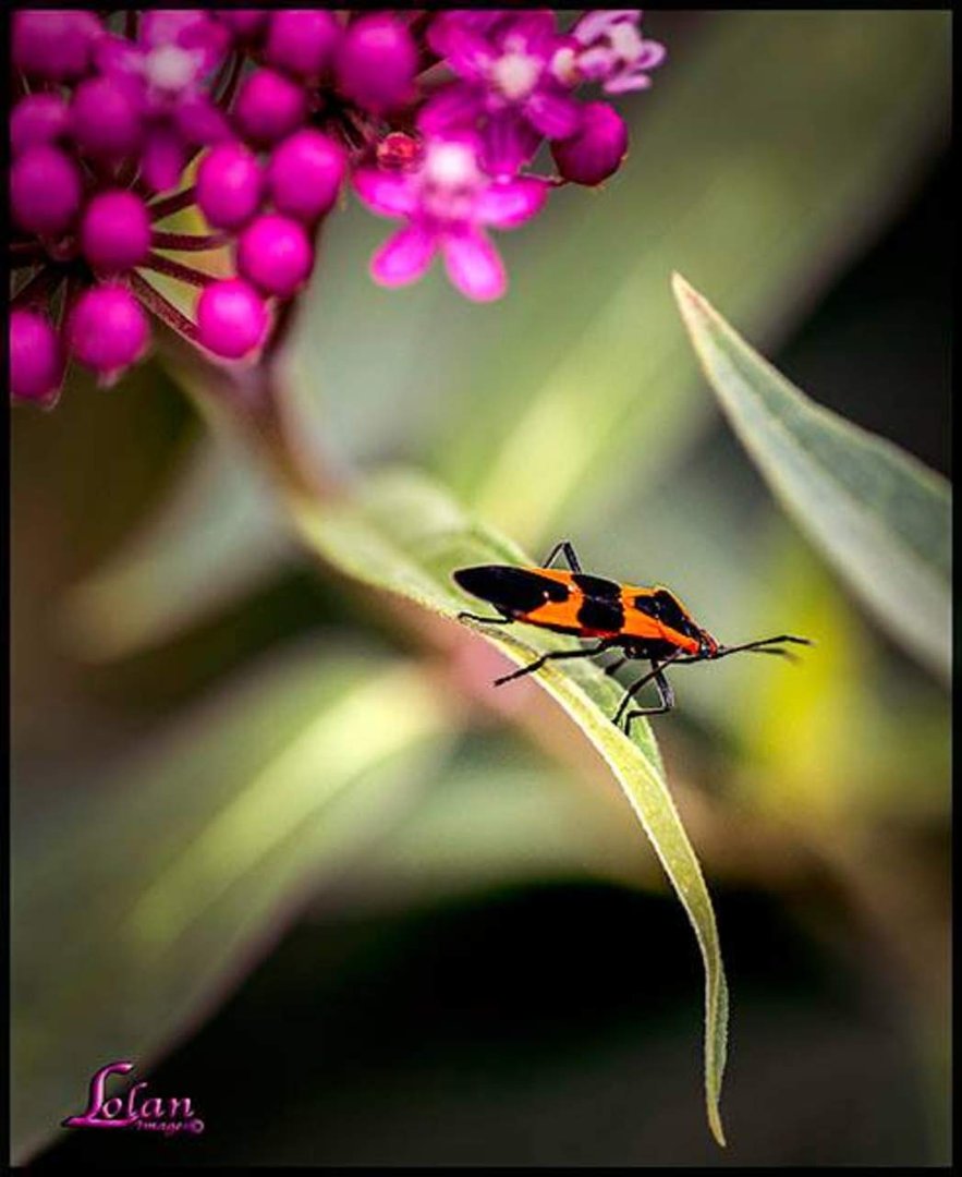 Thomas Lolan's album, Timeline Photos