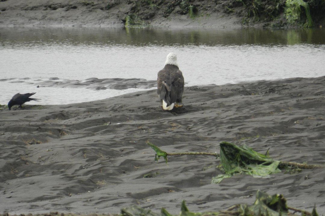 Vance McDill's album, Nisqually Wildlife Refuge