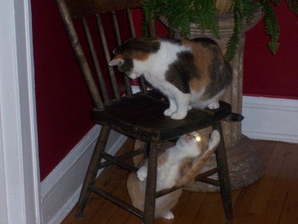 Gary Drury's album, Pets
