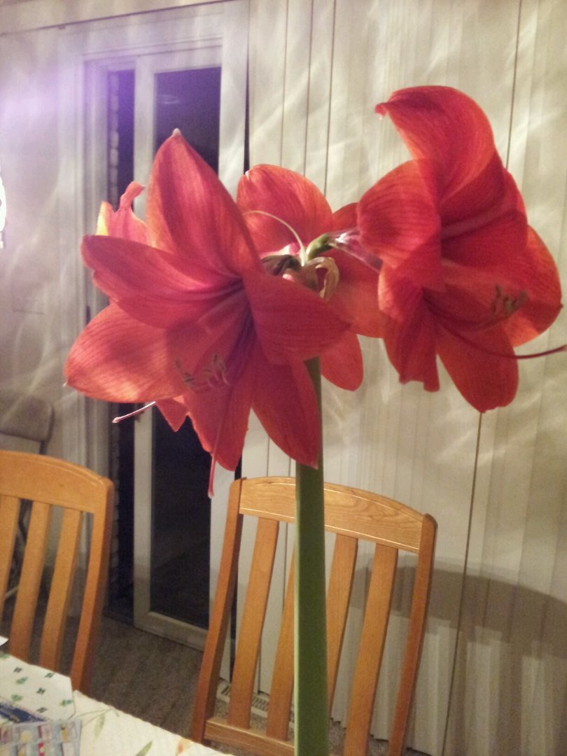 Nancy Haskin's album, Mobile Uploads