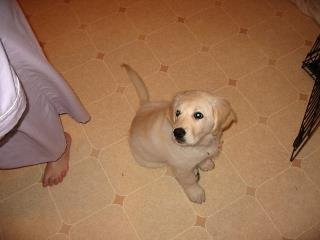 Tom Sutton's album, Bailey