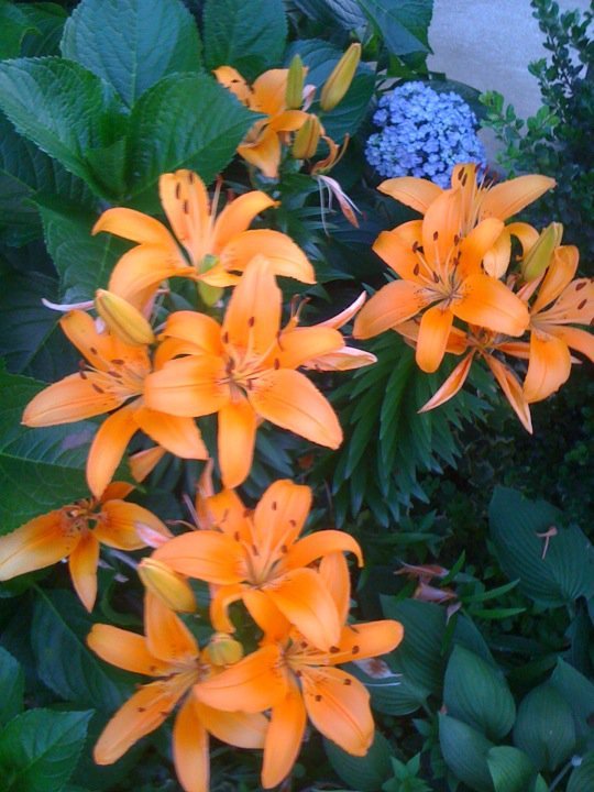Judy Alexander's album, Mobile Uploads