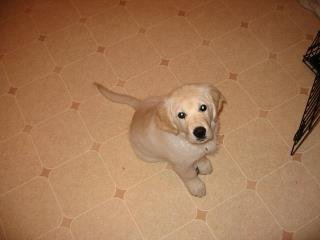 Tom Sutton's album, Bailey