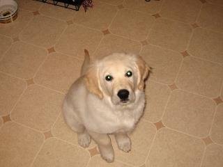 Tom Sutton's album, Bailey