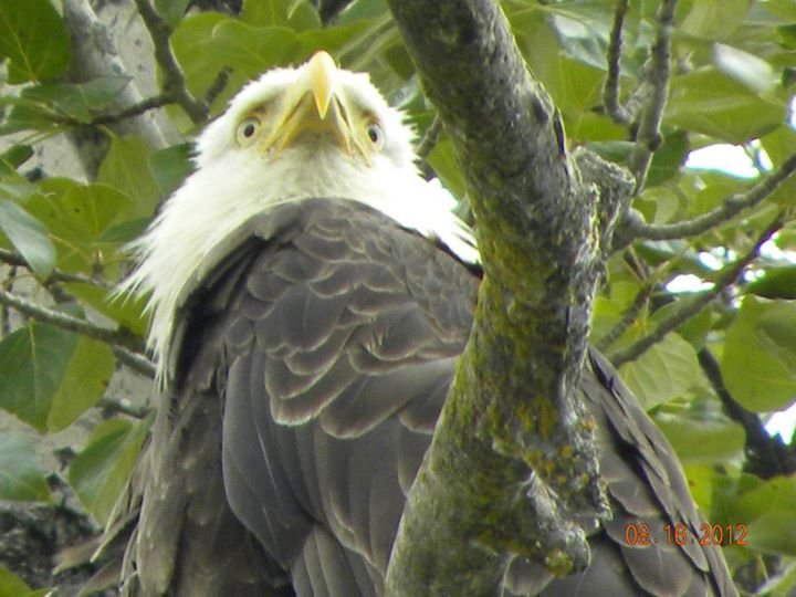 Denise Eldon's album, Alaska- August 2012