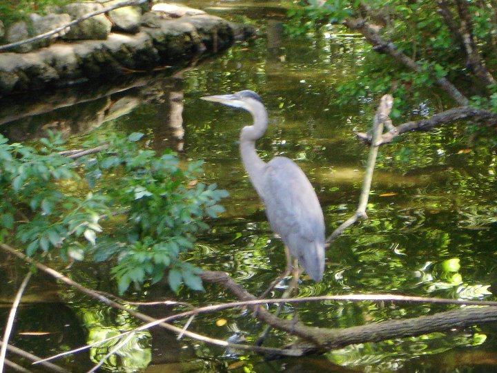 Mary Pick's album, Homasassa Springs State Park