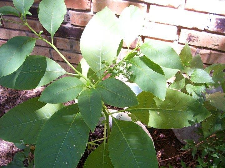 Gordon Brewer's album, Gordon's Figs & Coffee Trees