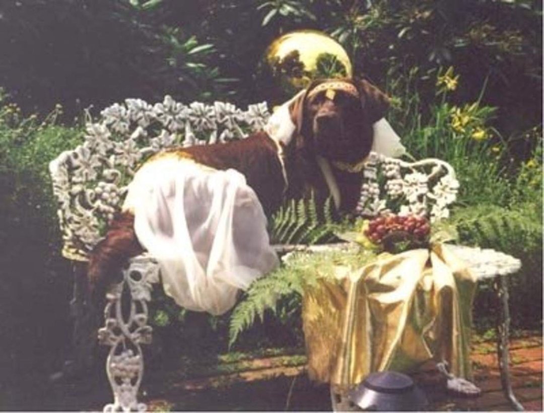 Terry Moses' album, Doggies