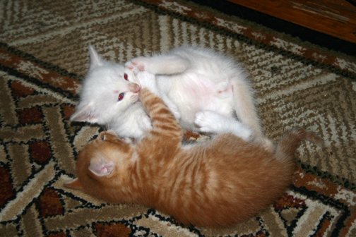 Anthony Willott's album, Kittens