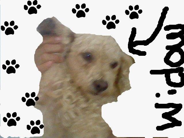 paula rivera's album, Photos from Nintendo DSi